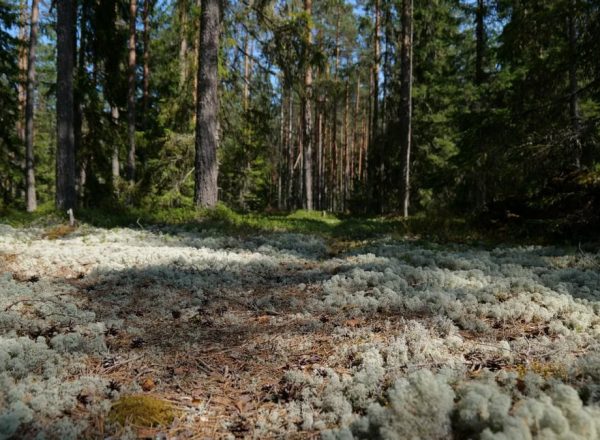 Explore a tranquil forest bathed in sunlight, with lush moss on the forest floor creating a serene atmosphere.