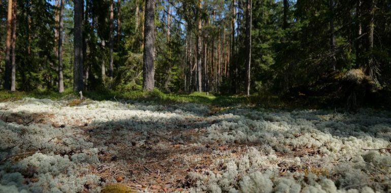Explore a tranquil forest bathed in sunlight, with lush moss on the forest floor creating a serene atmosphere.